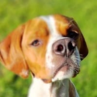 Notfell Jamie, Hund zur Adoption