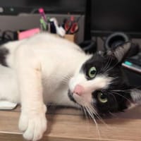 Unser Kuschelkater und Charmeur Felix, Kater zur Adoption