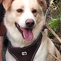 RENO- SANFTER RIESE SUCHT SEINE BURG, Hund zur Adoption