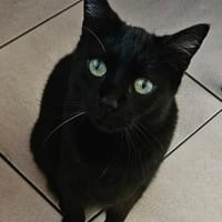 Coco in Mannheim sucht ihr Glück (SD), Katze zur Adoption