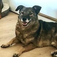 Schnuppi 35 cm (Pflegestelle), Hund zur Adoption