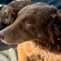 Menschenbezogene Beanie sucht dich, Hündin zur Adoption