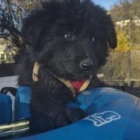 Hast du ein Körbchen frei für Ping?, Hund zur Adoption