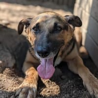 süsser Senior Jürgen, Hund zur Adoption