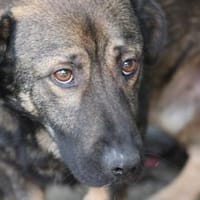 Taui - lustiger, kleiner Kerl, Hund zur Adoption