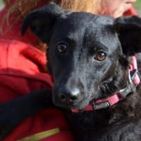 Sensible Leesha sucht ihre Menschen, Hündin zur Adoption