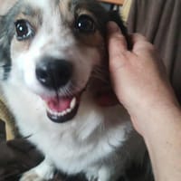 Schlaue kleine Lapka, Hündin zur Adoption