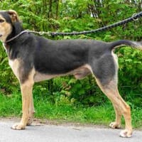 Lucky, Hund zur Adoption