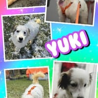 tolle Hündin Yuki auf PS in München, Hündin zur Adoption