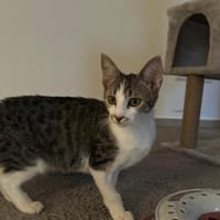 Sofie sucht liebevolles Zuhause 💛, Katze zur Adoption