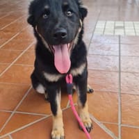 BERTA 💜 ist schon gut sozialisiert, Hündin zur Adoption