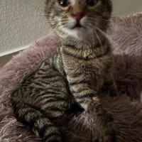 Mogli sucht sein für-immer-Zuhause, Kater zur Adoption