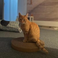 🐾 Peach sucht sein Glück! 🐾, Kater zur Adoption