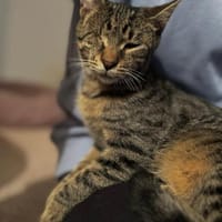 Mikeschsucht sein Zuhause, Kater zur Adoption