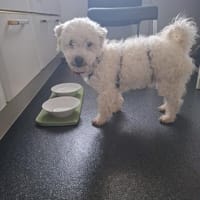 🐾 Lumpi sucht sein Für-immer-Zuhause, Hund zur Adoption