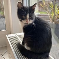 🐾Kater Nino sucht ein Zuhause💛, Kater zur Adoption