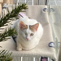 Kämpferin 💕Xenia💕sucht ihre Menschen, Katze zur Adoption