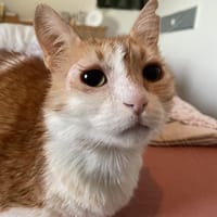 Unsere zarte und verkuschelte Maya, Katze zur Adoption