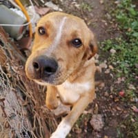 Caramello 💜 Familienanschluss gesucht, Hund zur Adoption