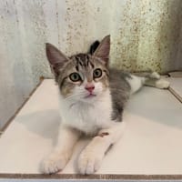 SERGE, chat à adopter