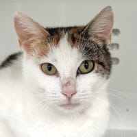 Georgia, chatte à adopter
