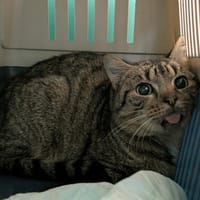 CHAPON QCT, chat à adopter