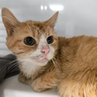 JUNIOR, chat à adopter