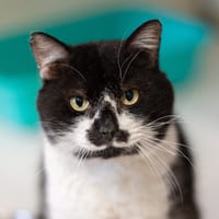 Mitaine, chat à adopter