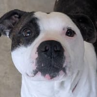 Hermes, chien à adopter