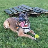 ANAYA, chienne à adopter