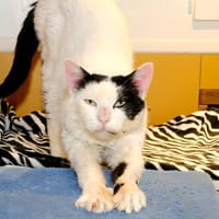 BOLTON A17012, chat à adopter