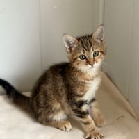 Bobble (réservé), chat à adopter
