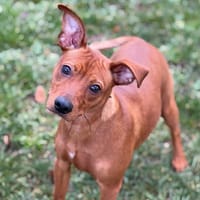 Nacho CAA14529, chien à adopter