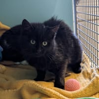 BASTIA, chatte à adopter