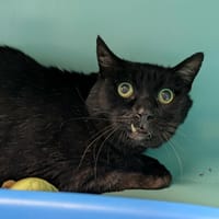 BILLY QCT, chat à adopter