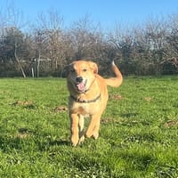 MONNA, chienne à adopter