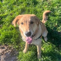 MONNA (réservée), chienne à adopter