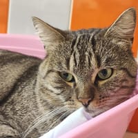 tiger pab28362 ex PFB4079, chat à adopter