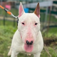 VIROS, chien à adopter