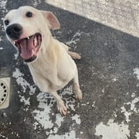 OLAF, chien à adopter