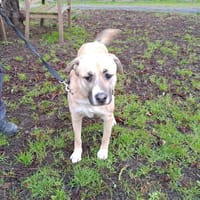 PAILLETTE, chienne à adopter