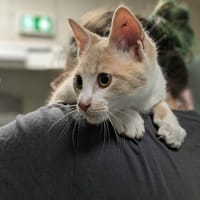 ROUCOU QCT (reserve), chat à adopter