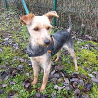 Aslo, chien à adopter