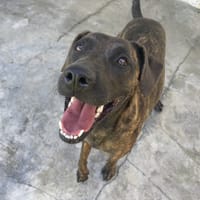 VESTA, chienne à adopter