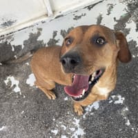 ALIDA, chienne à adopter