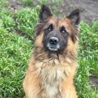 Tucker CAA14531, chien à adopter