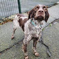 reavers, chien à adopter