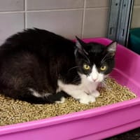 Nitou, chat à adopter