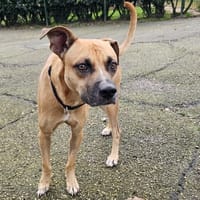 buddy, chien à adopter