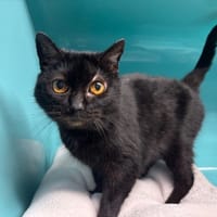 BIGUINE, chatte à adopter